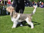 Uusi Grand Basset Griffon Vend&eacute;en jalostuksen tavoiteohjelma. Voimassa 2025-2029