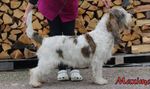 Uusi Grand Basset Griffon Vend&eacute;en jalostuksen tavoiteohjelma. Voimassa 2025-2029