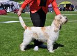 Uusi Grand Basset Griffon Vend&eacute;en jalostuksen tavoiteohjelma. Voimassa 2025-2029