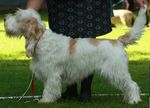 Uusi Grand Basset Griffon Vend&eacute;en jalostuksen tavoiteohjelma. Voimassa 2025-2029