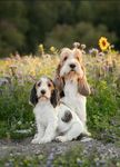 Uusi Grand Basset Griffon Vend&eacute;en jalostuksen tavoiteohjelma. Voimassa 2025-2029