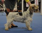 Uusi Grand Basset Griffon Vend&eacute;en jalostuksen tavoiteohjelma. Voimassa 2025-2029