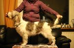 Uusi Grand Basset Griffon Vend&eacute;en jalostuksen tavoiteohjelma. Voimassa 2025-2029